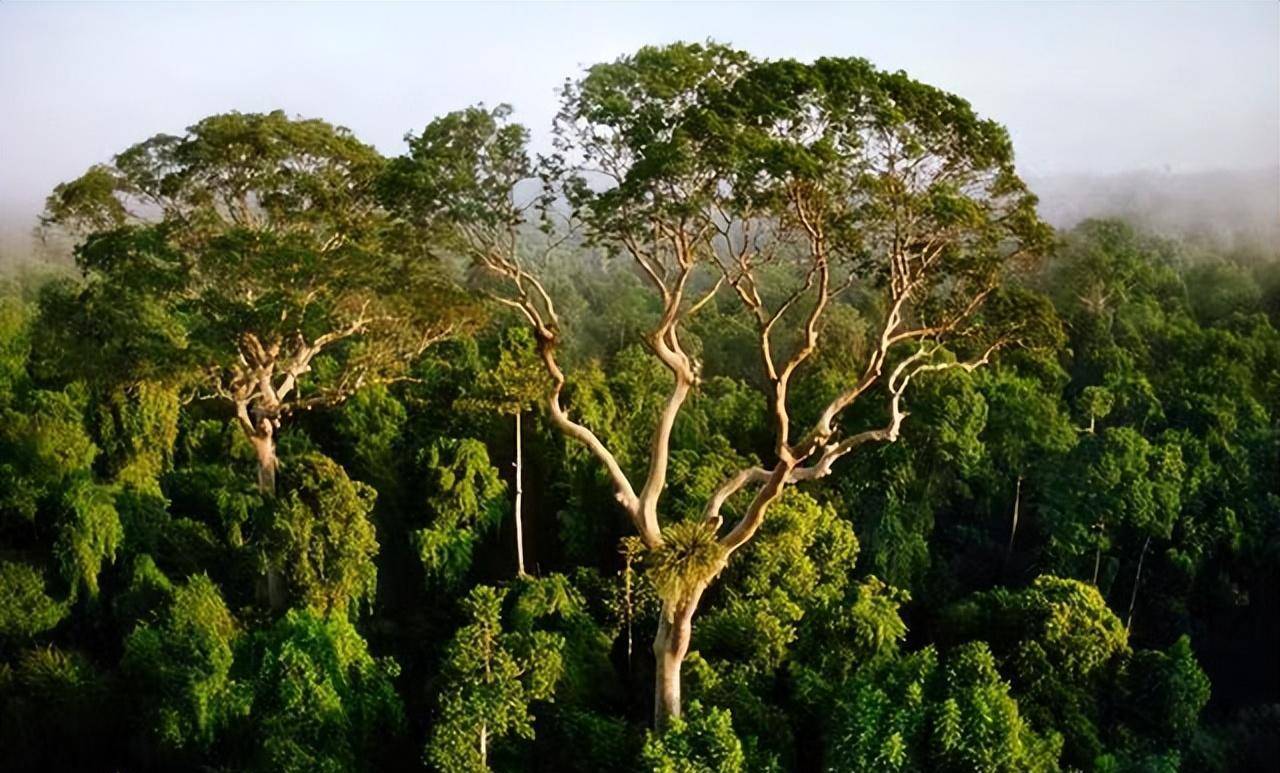 加里曼丹岛的植被类型图片