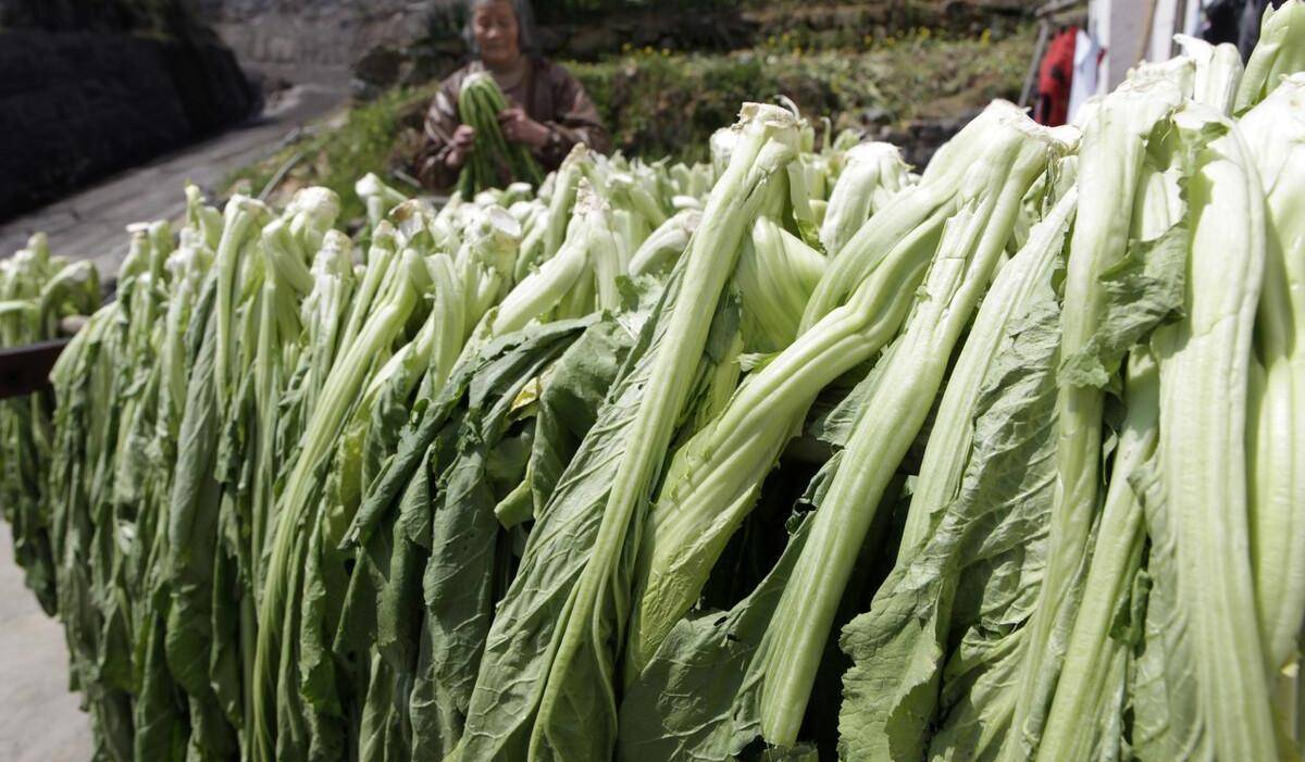 其实还有很多的芥菜品种包括大叶芥菜,水东芥菜等等