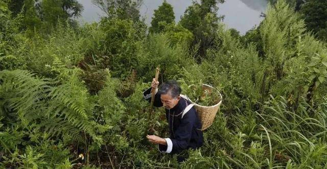 湖北男子上山被蛇"追杀",被蛇咬死后,蛇群还在其坟上搭窝_程地明_保护