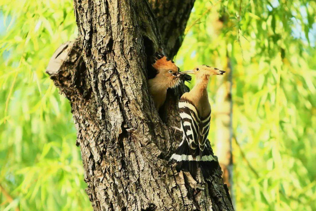 项宇清《美食》郭建娟《百鸟朝凤》侯金龙《母爱》焦少文《震旦雅雀》