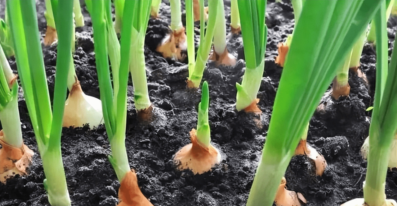洋葱播种与苗期管理_种植_土壤_硫酸钾