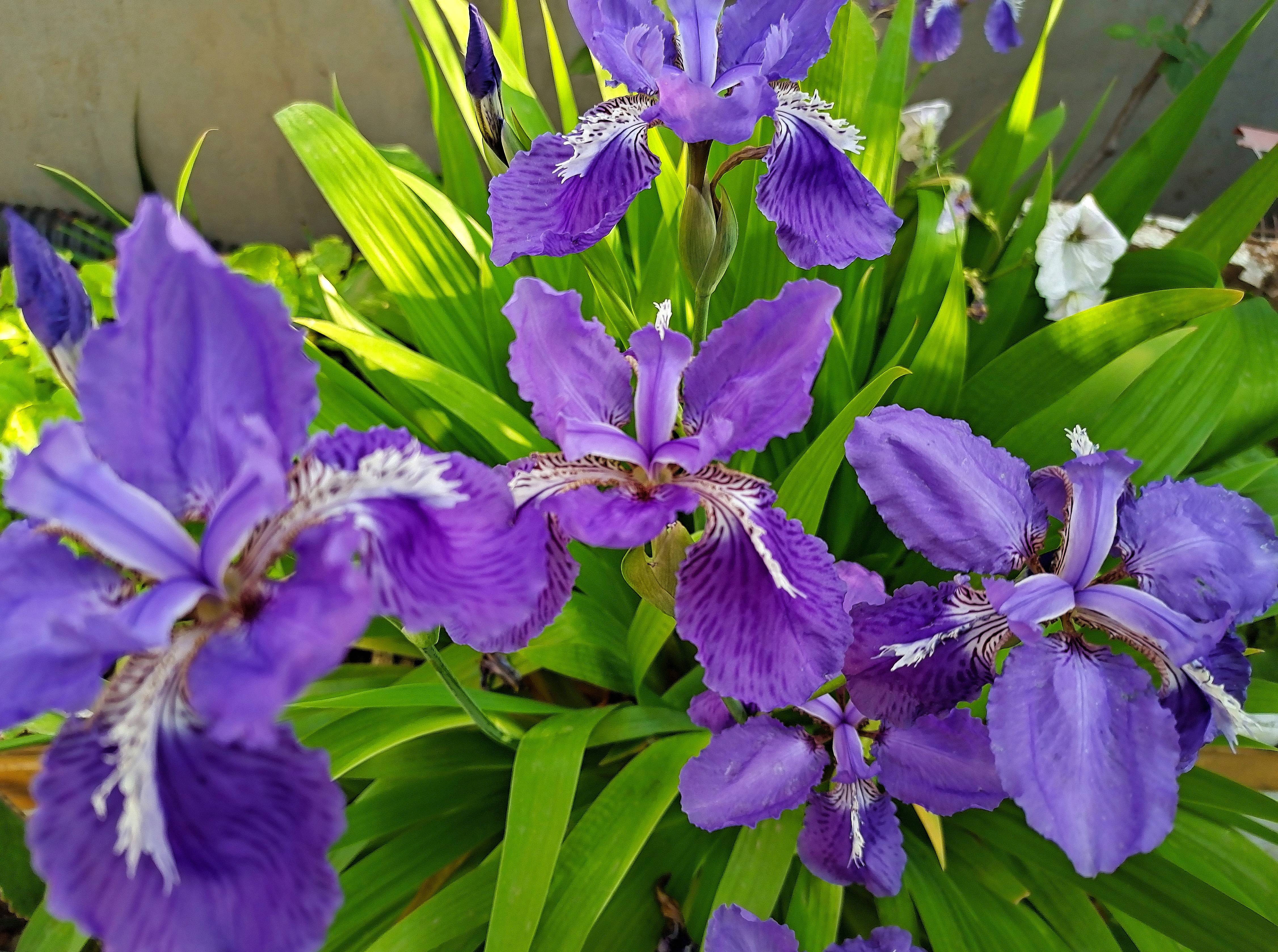 鸢尾花的样子图片