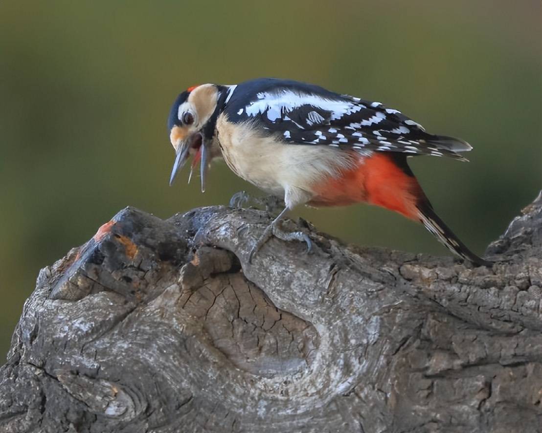 和哺乳动物一样,鸟类也有舌头,但啄木鸟舌头奇怪到令人难以置信