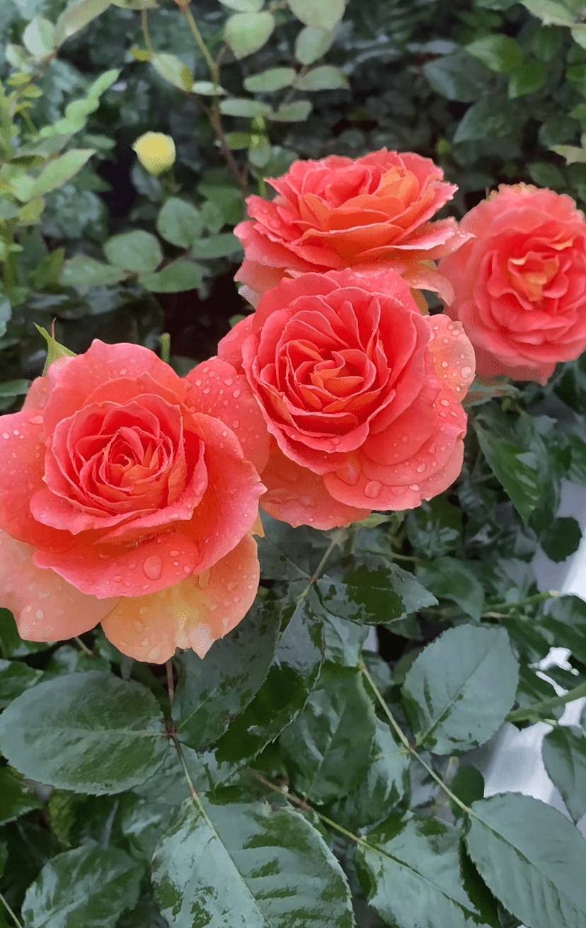 一款接近"完美"的月季,色香俱全,勤花丰花,刺少,抗病性超强_铜管乐队