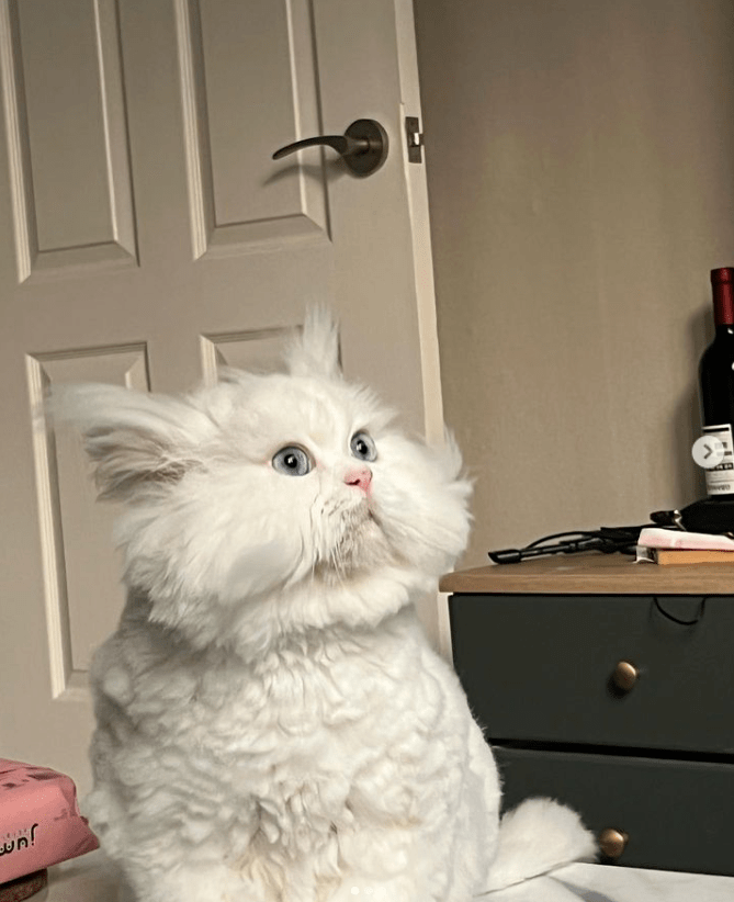 随手买了一个小斗笠给猫戴上后,越看越眼熟.这是鳌.鳌拜?