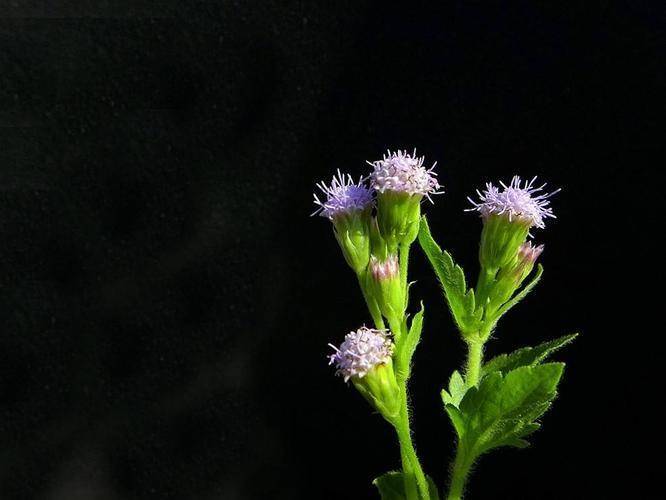 白花臭草:缓解皮肤湿疹和溃烂问题,重获健康肌肤_草药_炎症_患者