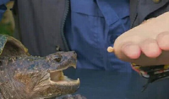男子挑战鳄龟 结果被其咬住屁股 顿时一块肉没了_咬合_人类_好友
