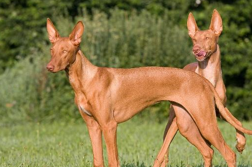 阿努比斯是拥有兽头和人类身体的神,或者是拥有野兽姿态的神,在许多