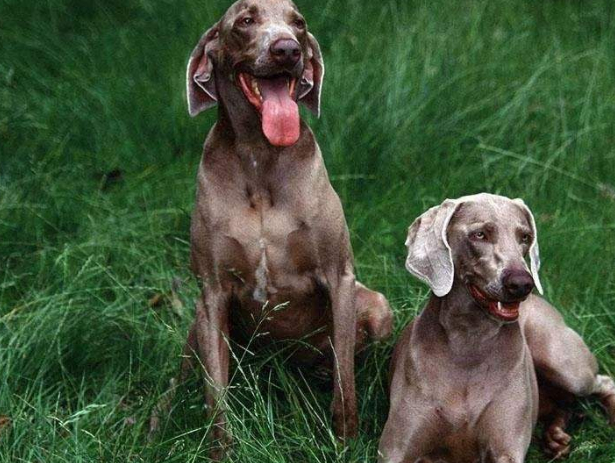 威玛猎犬:来自德国的犬中"贵族",也是个小可爱_狗狗_主人_性格