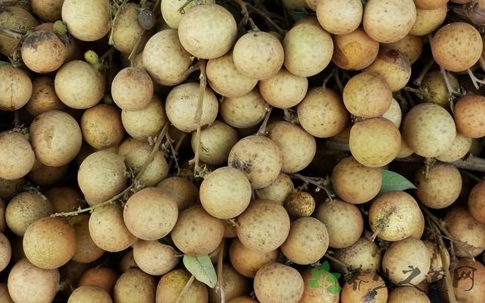 俗称"假龙眼",果实有毒,可以代替"皂角",如今比较少见_武当_因为_水果