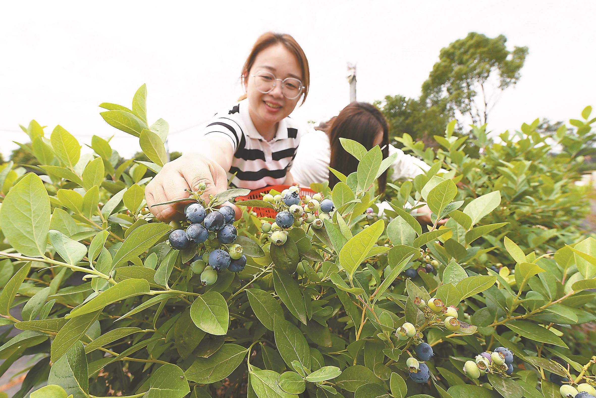 游客在郎溪县飞鲤镇蓝莓园中采摘.
