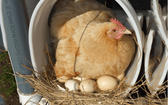 日本最大鸡蛋产地暴发禽流感疫情(日本禽流感最新情况)