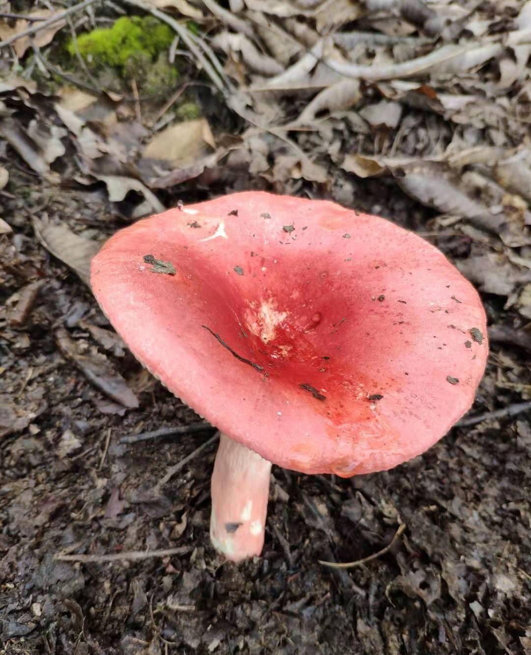 毒红菇和红菇的区别_对比_颜色_有毒