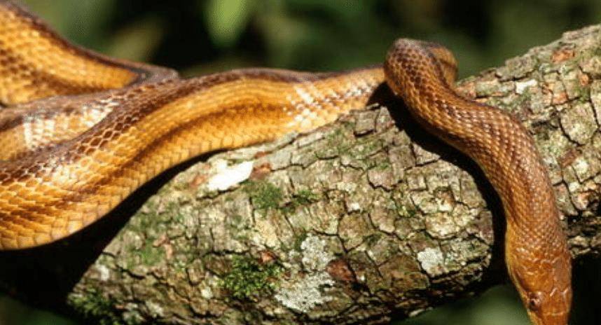 古人说"打蛇打七寸",七寸在哪?七寸这个位置,是蛇的什么部位?