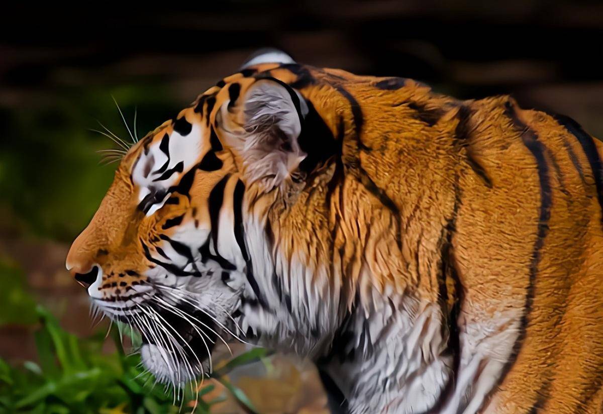 锡霍特山脉:160年前,这里是中华故土,现在是东北虎的大本营_俄罗斯