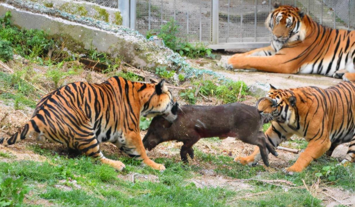 到了2021年,老虎谷的华南虎数量已经达到30头,这一场实验计划虽然看