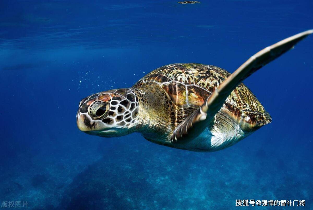 蚂蚁庄园今日答案_生活_海洋_绿色