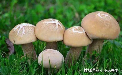 想养胃补肝，夏季吃这6样东西，保你胃好肝好！（养肝胃的食物有哪些）