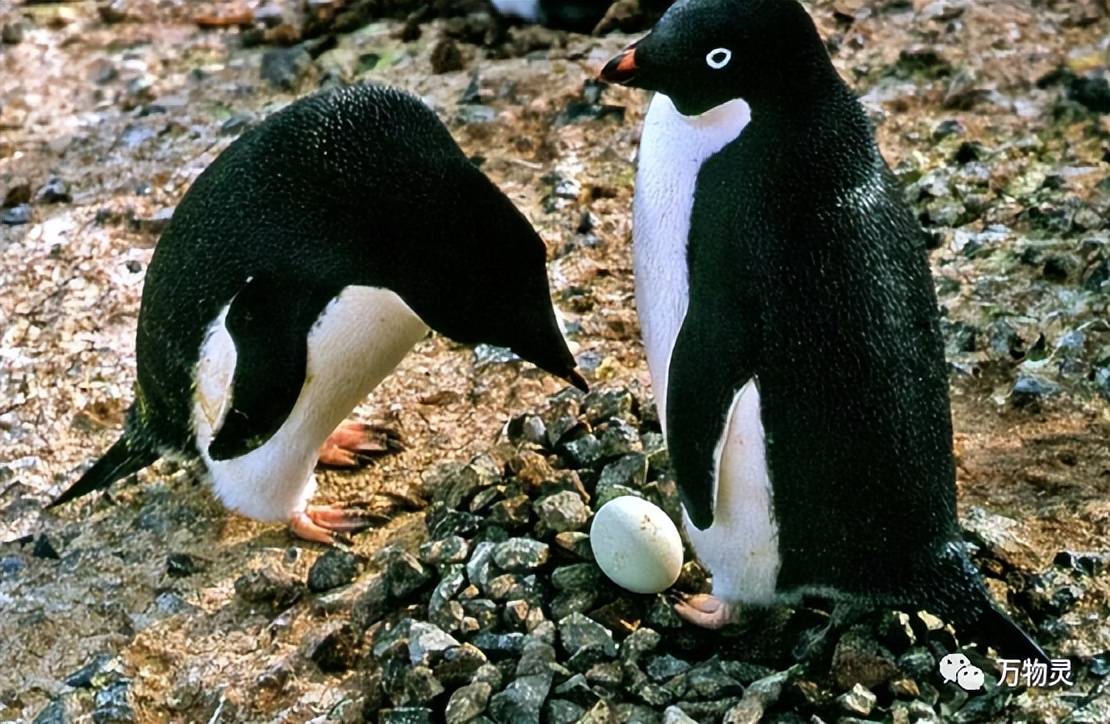 蛋不会冻坏吗？为什么帝企鹅要在寒冷的冬季繁殖？它们如何御寒？_搜狐网