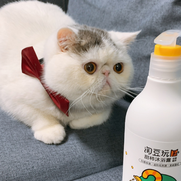 淘豆玩国猫咪洗护产品好不好用?一篇纯干货为你解惑! 淘豆玩国猫咪洗护产品好不好用?一篇纯干货为你解惑!