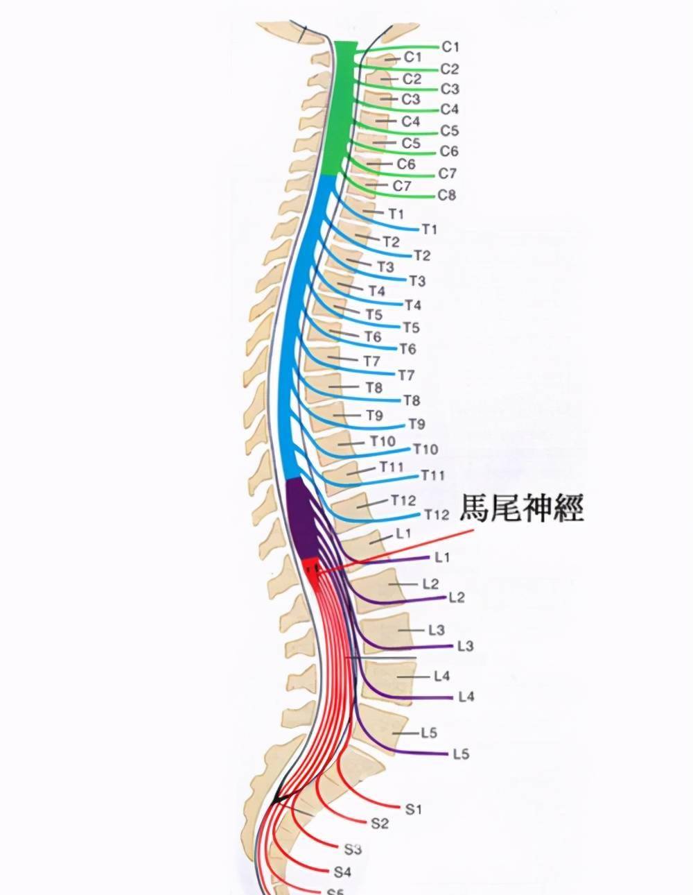 小儿脊髓栓系图片图片