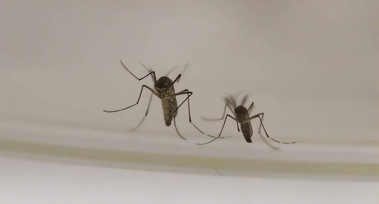 蚊子_蚊香_设备