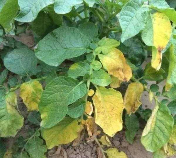 马铃薯黄萎病经常出现,马铃薯黄萎病什么条件下多发?_进行_种植_土壤