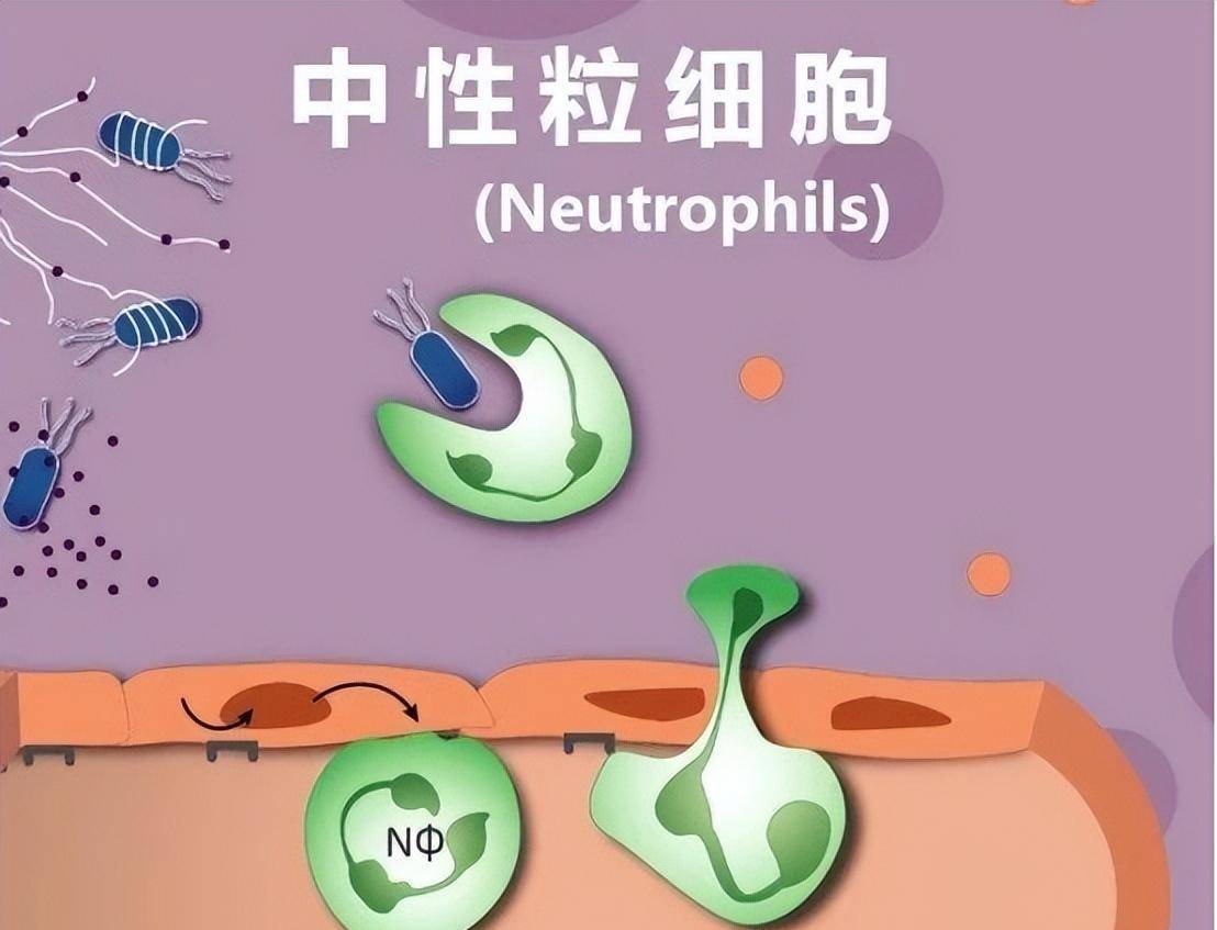 中性粒细胞吞噬图片