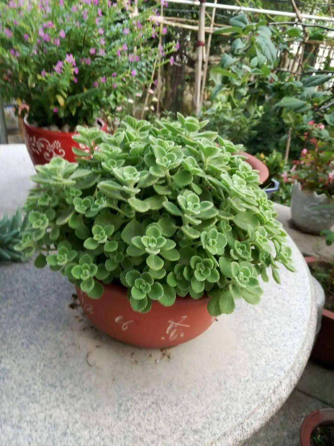 夏天花园里蚊子多怎么办?这些驱蚊草你值得拥有哦~_蚊虫_植物_效果