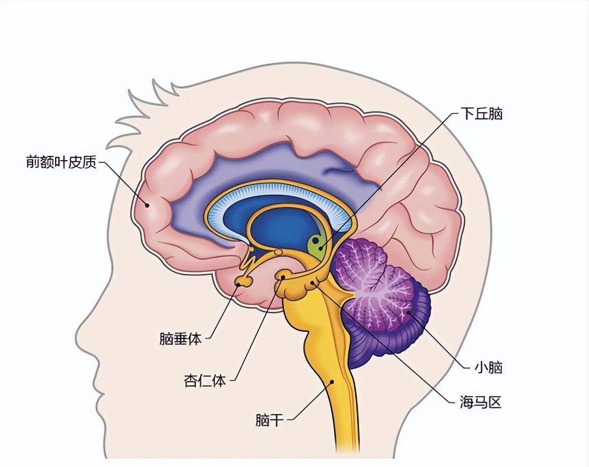 大脑结构