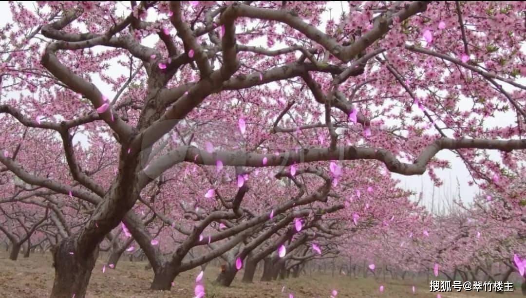 桃花长什么样子 飘落图片