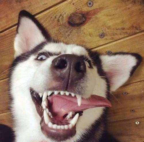 千万不要养二哈,太搞笑了!_表情_游泳_什么