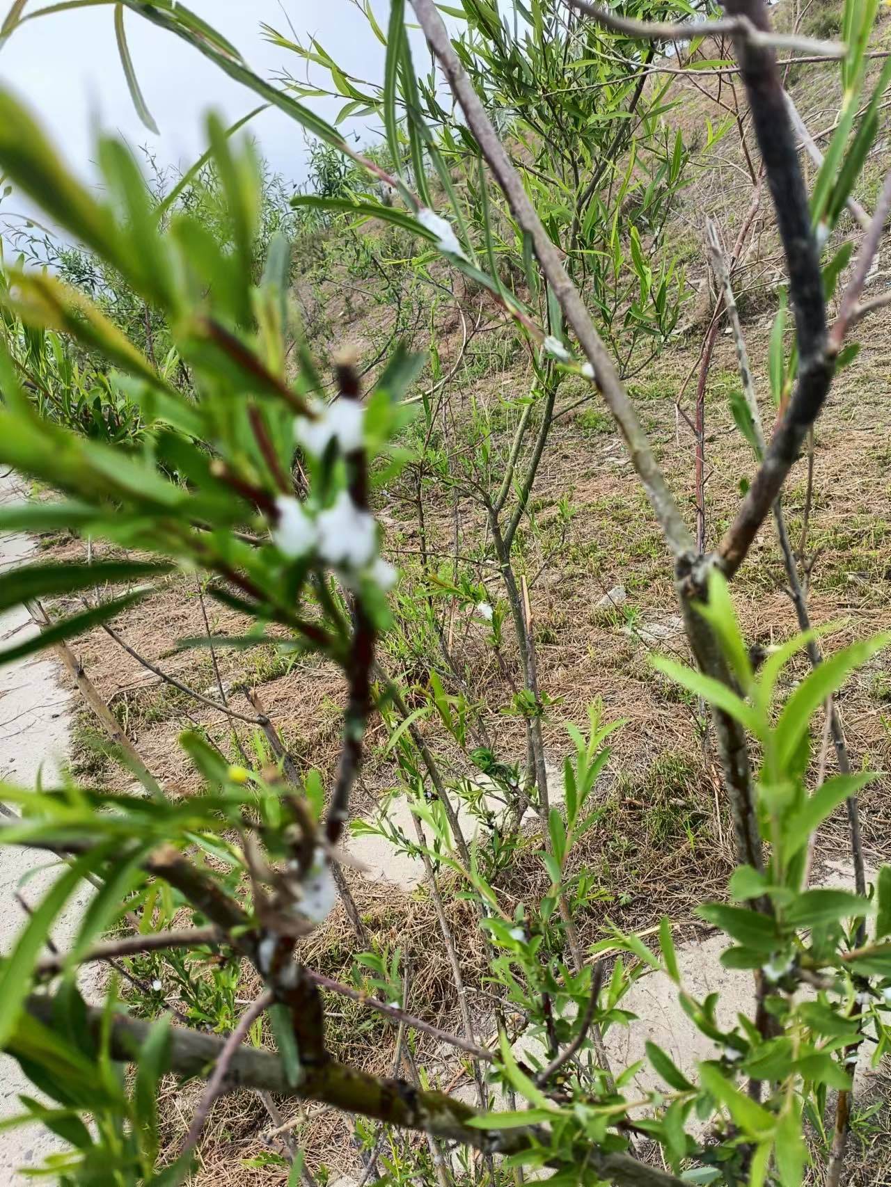 树上咋冒那么多泡沫？竟是“它”惹的祸_搜狐网, image size:1280x1706