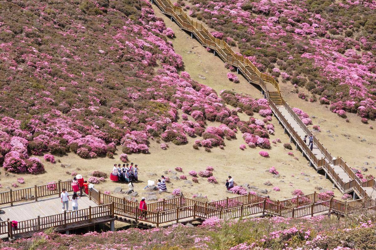 安顺轿子山花海现状图片