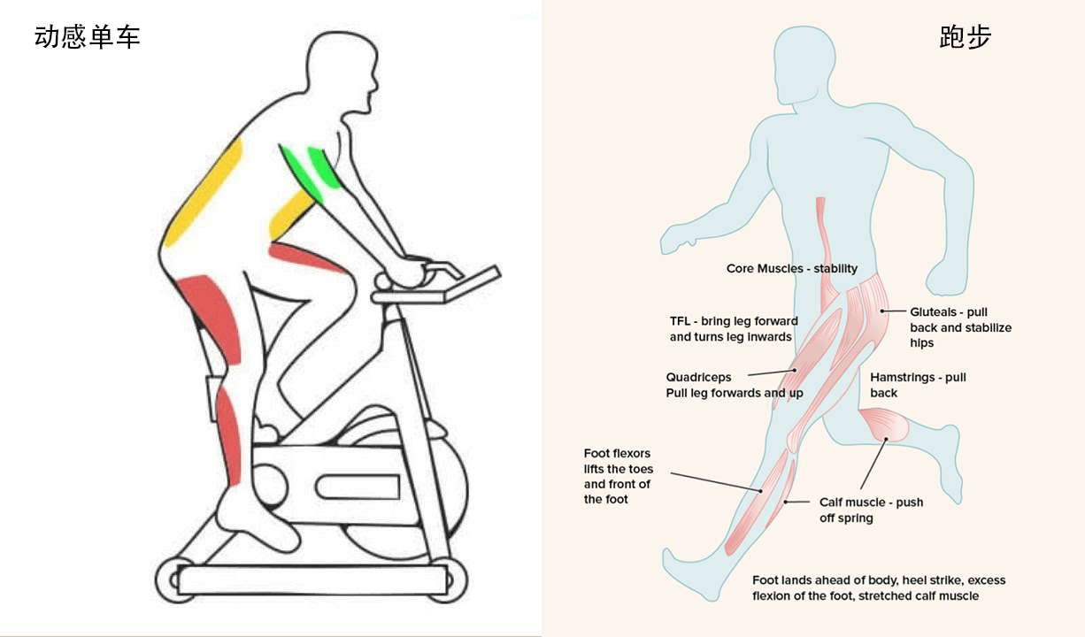 quadriceps femoris图片