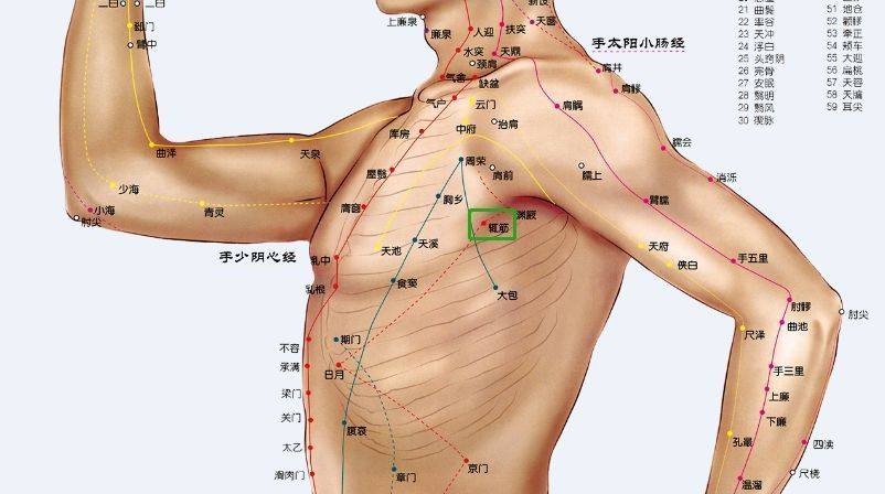 乳房周围的经络图图片