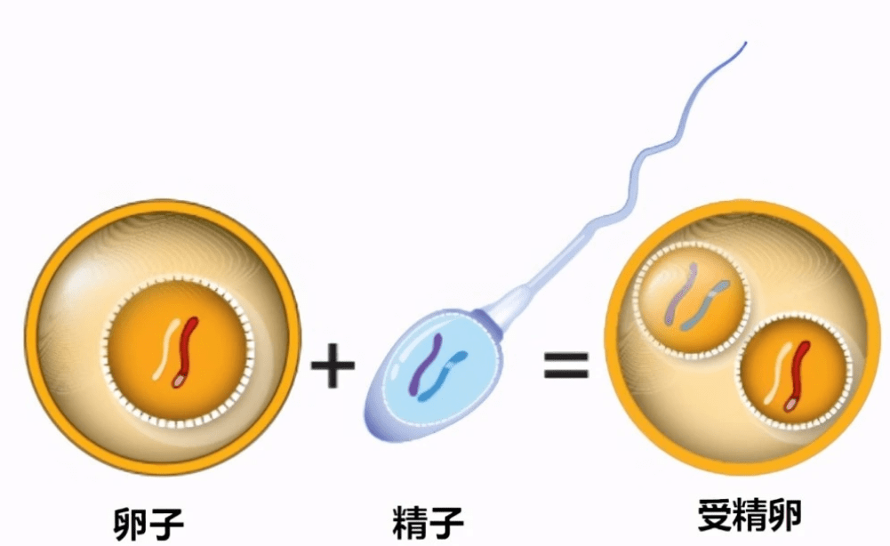 当精子遇到卵子的那一刻