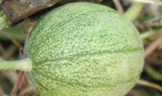 农村人都玩过的"屎瓜子"农村夫妻三小时捡一车,省了一年买油钱_杂草