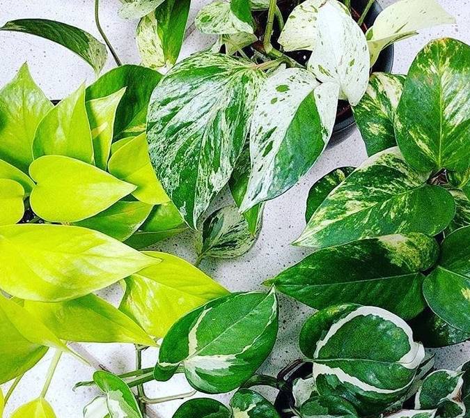 黄金葛盆栽剪下来一段枝条插土壤就能活,两三周养成新的盆栽_叶片