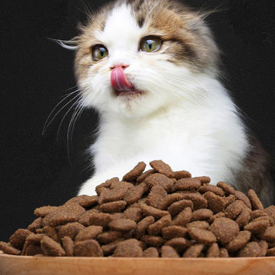 幼猫吃成猫粮会怎么样？不行！换初乳粮！