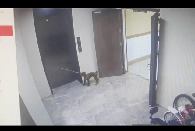 主人坐电梯狗却还在门外，眼见着狗被吊起，男生扔掉手机救下它！