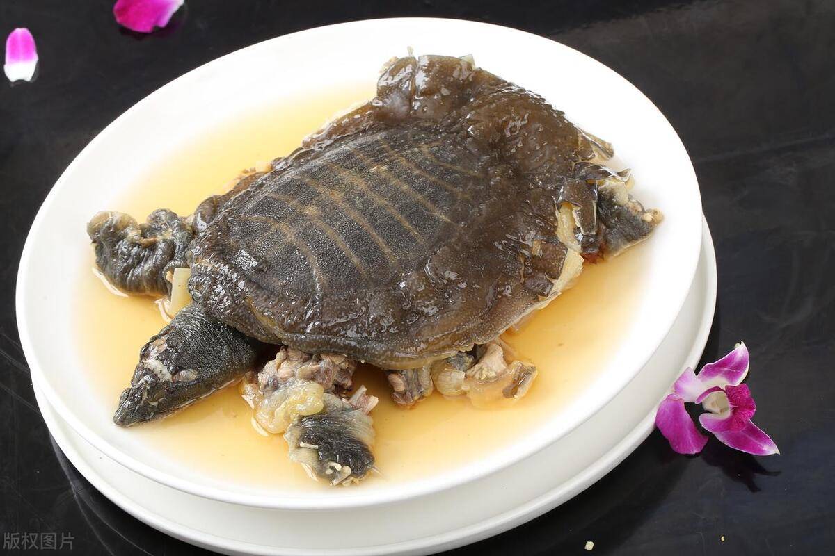 风味独特的清蒸甲鱼,咸鲜香滑,营养丰富,好吃又美味_味道_老师傅_会用