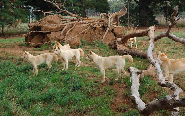 能抓袋鼠能捕鲨,摇身一变成当地保护动物_野狗_物种_人类