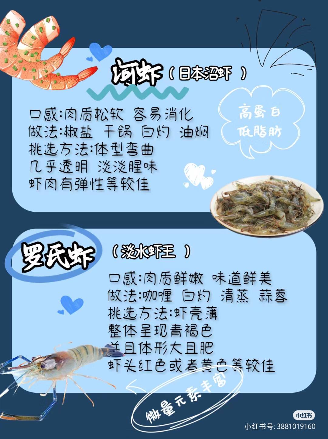 常吃虾的种类及图片图片