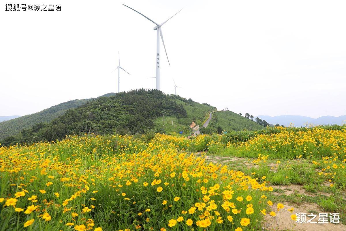 花开白岩山,最爱杜鹃满坡,今非昔比