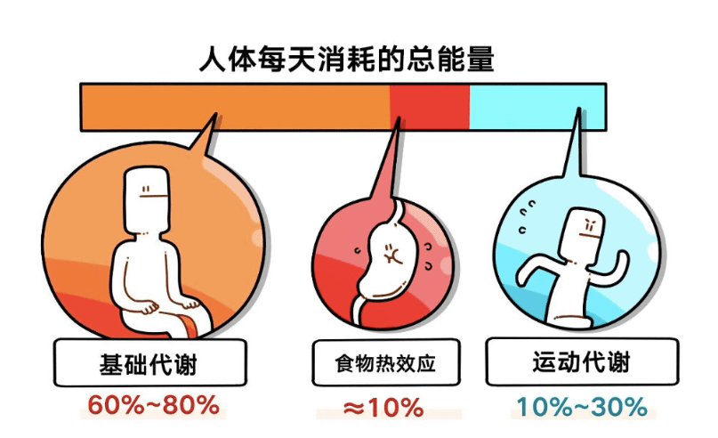 人体能量转化图图片