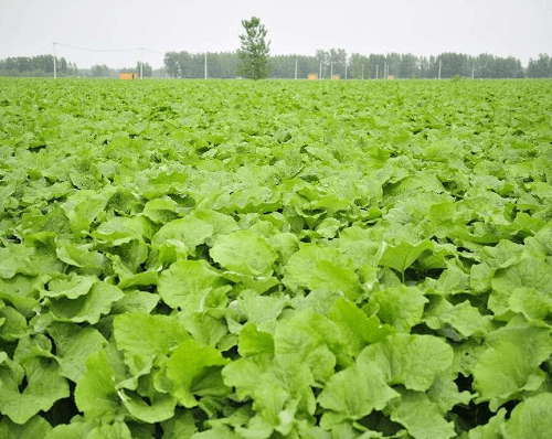 發現高含量水溶性硅素!_日本_潛心研究_德國