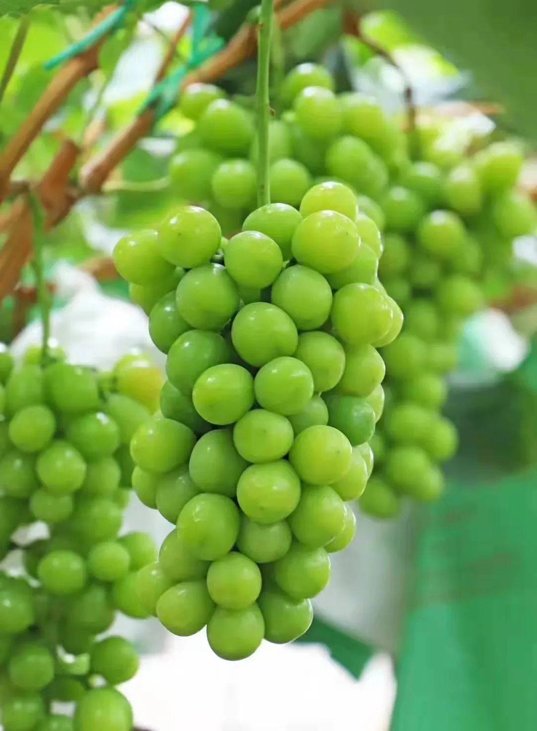 乐享云南 | 好礼·大理宾川葡萄_气候_玫瑰_阳光