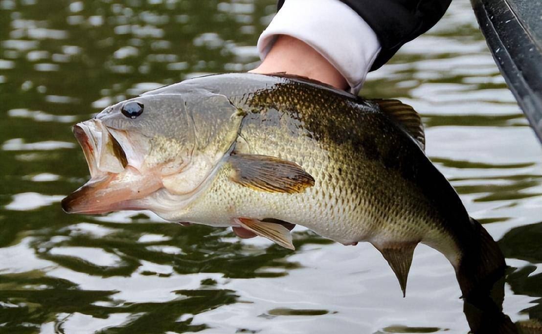 贵州一条河流发现大量黑鲈鱼,一天能钓几十斤_朋友_交流_天气