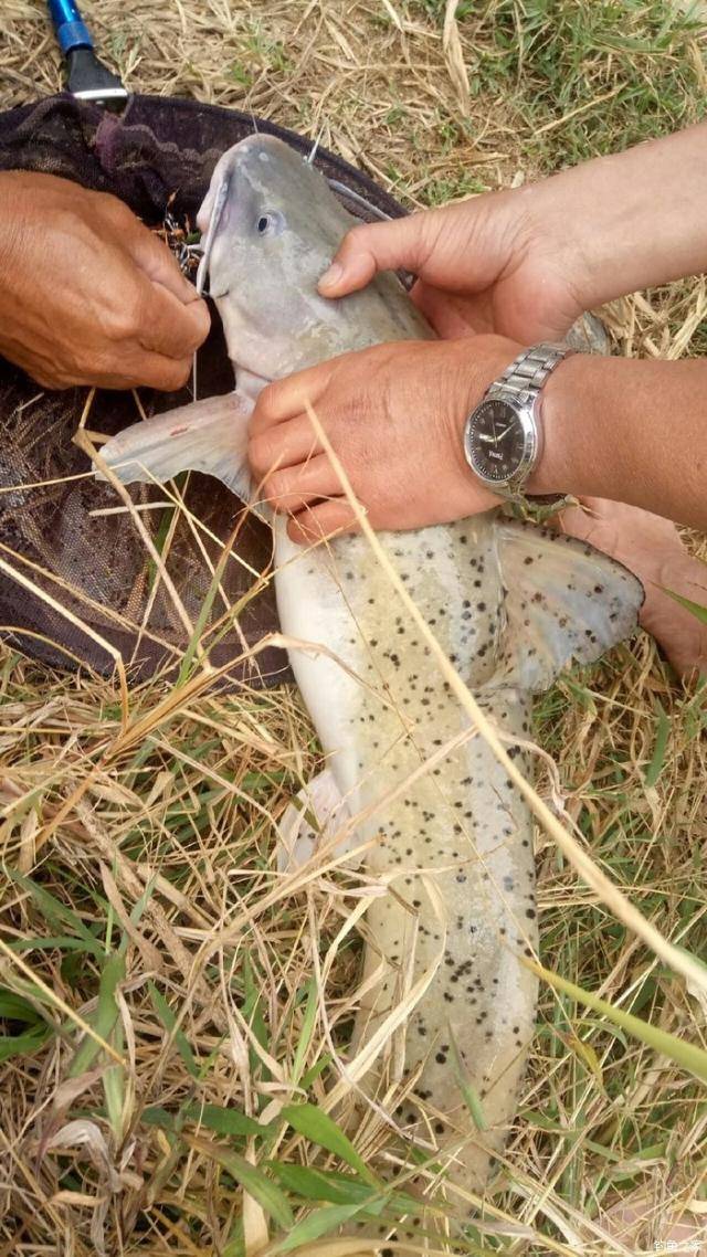 一条成年的芝麻剑鱼大概有六七斤,由于基本上都是野生的,其价格昂贵